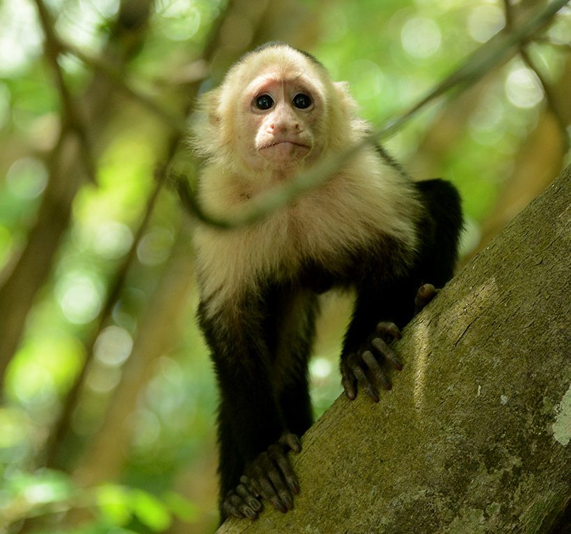 Tour Corcovado 2 Días 1 Noche