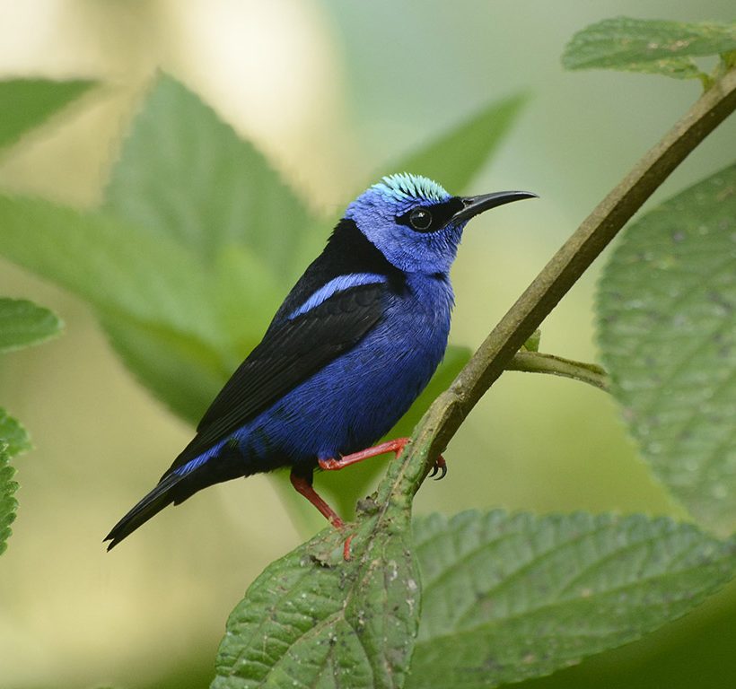 Bird watching in Corcovado