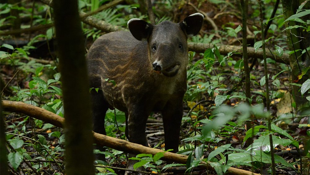 Tours en el Parque Nacional Corcovado