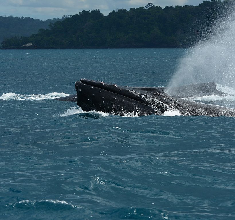 Tour en Bote por el Golfo Dulce