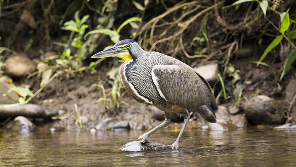 Río Tigre y alrededores - El mejor destino para observar aves