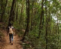 Consideraciones al realizar una caminata por la selva tropical en Corcovado