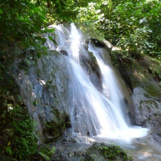 Waterfall_ficus