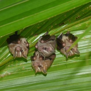 bats_Ficus